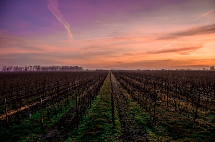 la chauve-souris du vignoble