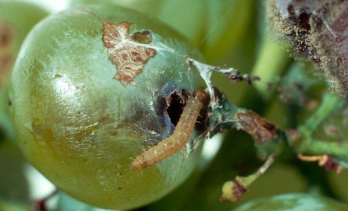 la chauve-souris du vignoble