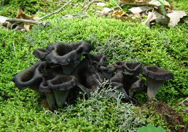 Les champignons
