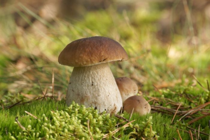 Les champignons