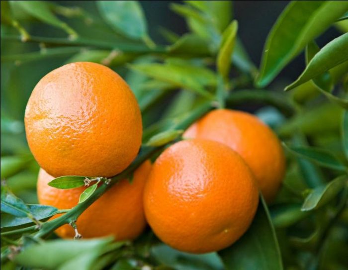 Les fruits et légumes du mois de janvier