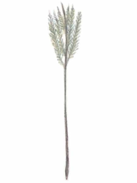 Filoplume