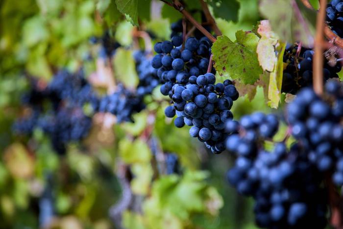 Château Fourcas Hosten 2011