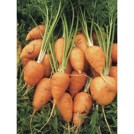 Les carottes colorées