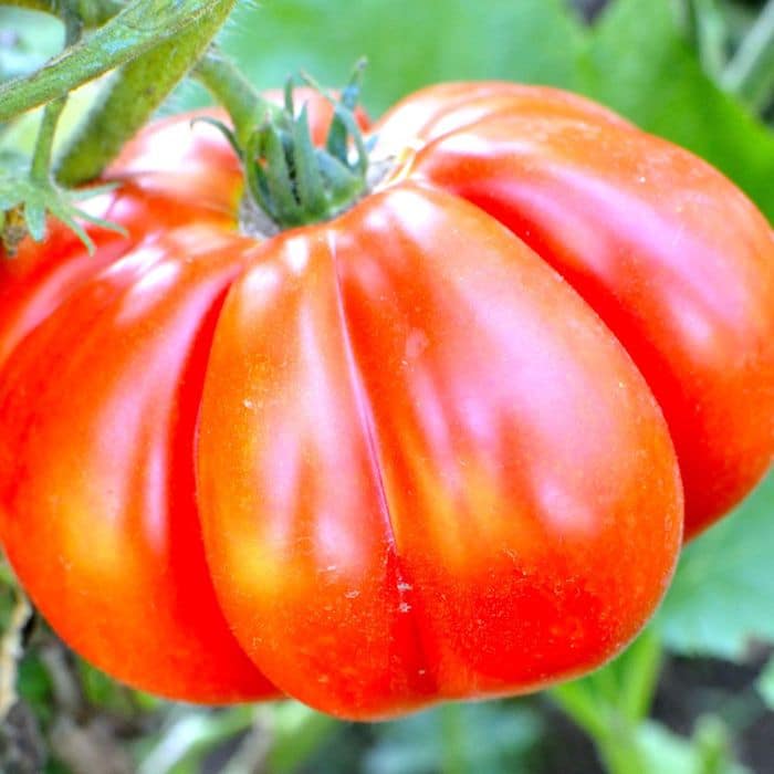 Les tomates