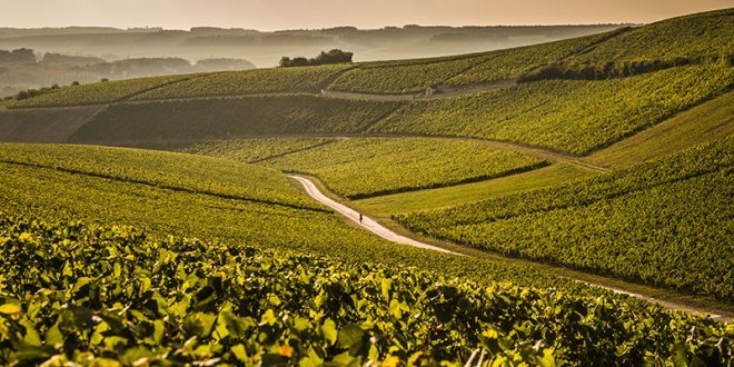 Chablis Les Vénérables 2014 