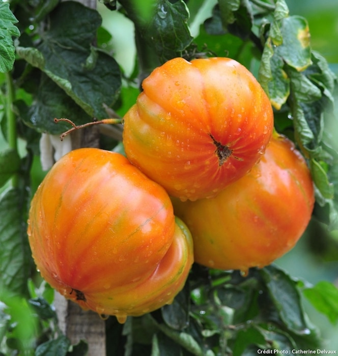 Les tomates