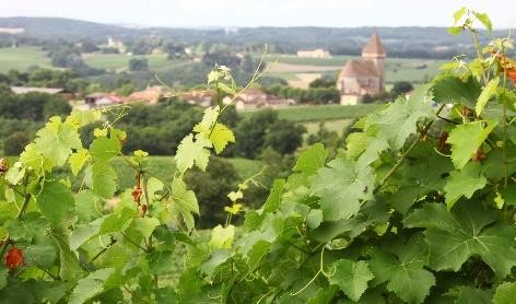 Béret Blanc de Plaimont Producteurs