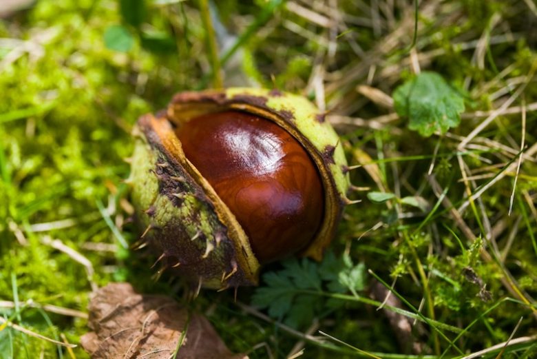 châtaigne et marron glacé