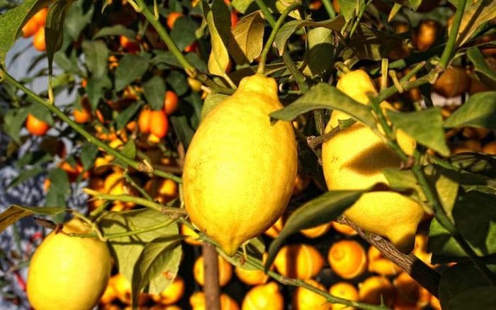Fête du citron de Menton