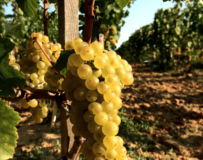 Chardonnay de Saint-Emlion