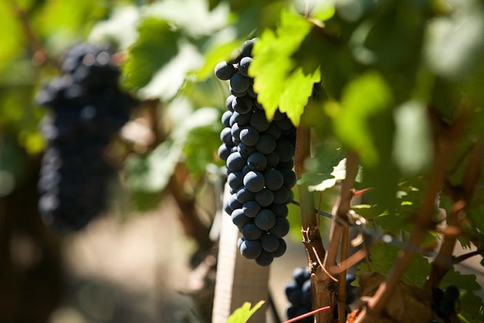 Vignoble Jean-Michel Cazes