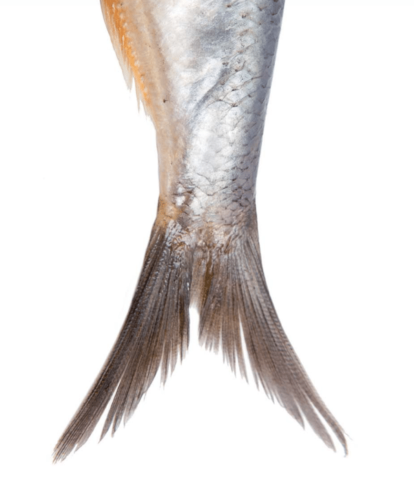 queue de poisson