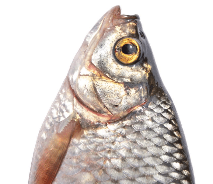 tête de poisson