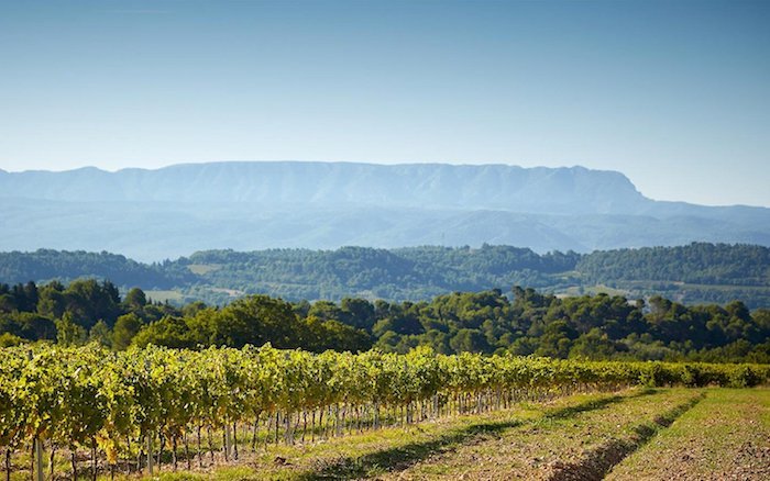 Vignoble de Fontenille