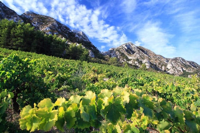 Vignes de Château Romanin