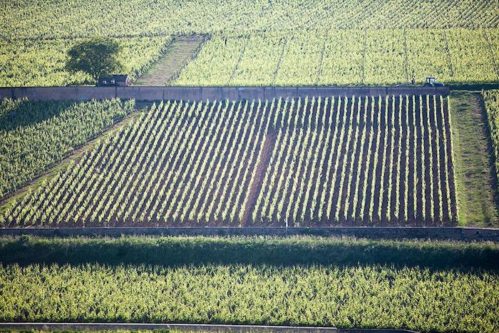 La vigne des Caradeux