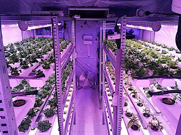 agriculture urbaine
