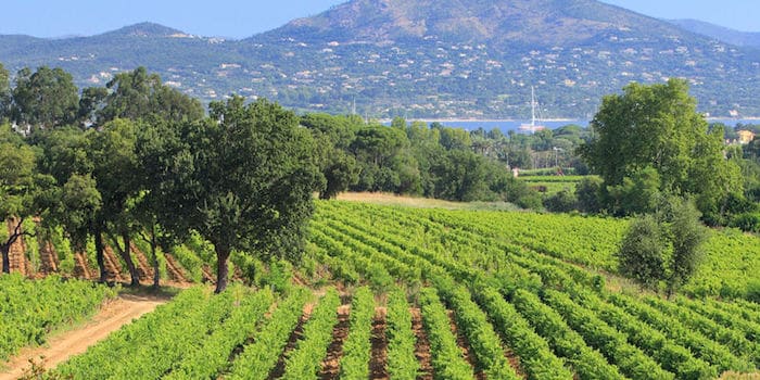 millésime 2017 en Provence