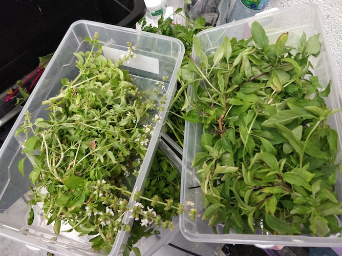 plantes aromatiques Farmbox