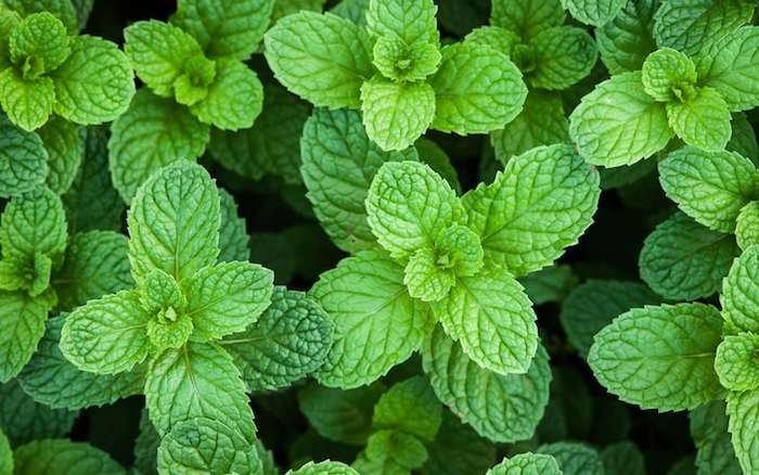 menthe