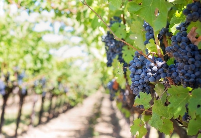 Sentiers gourmands en Clape vigneronne