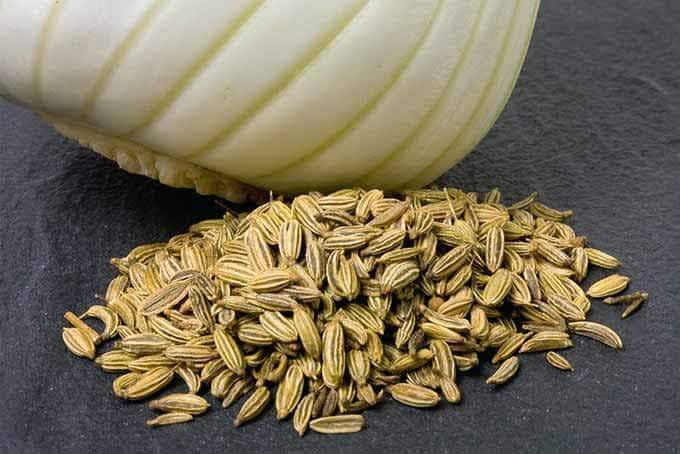 Fenouil
