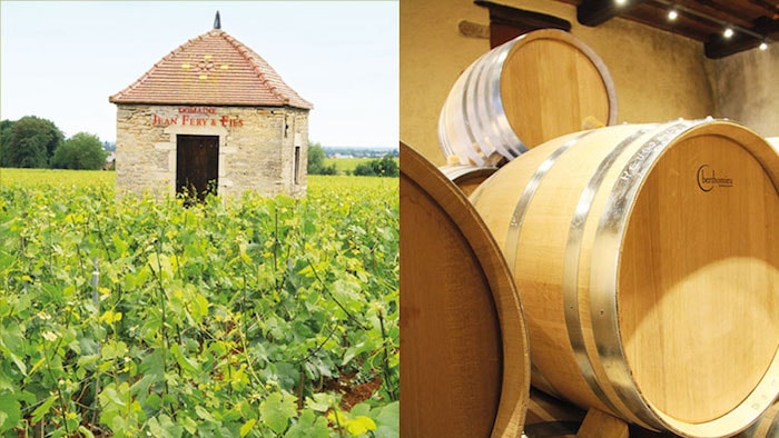 vignes et barriques Féry