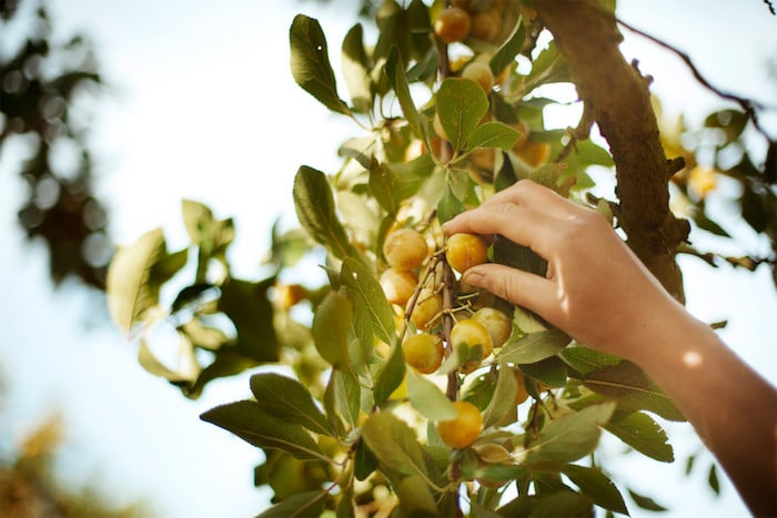 récolte de mirabelles