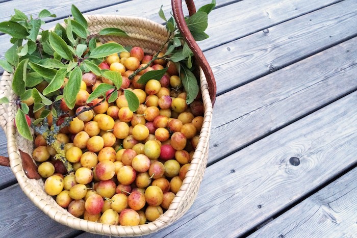 La plus petite des prunes