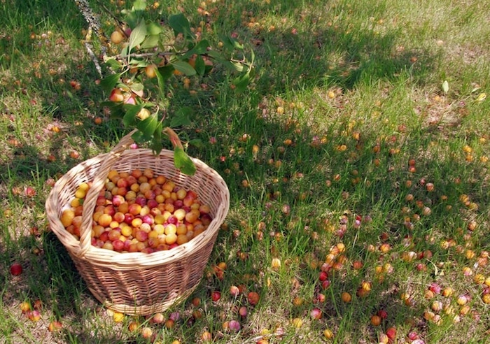 panier de mirabelle