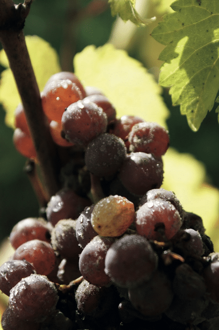 vins de Bonnezeaux