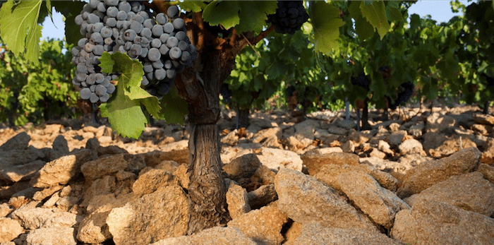 vigne des Sénéchaux