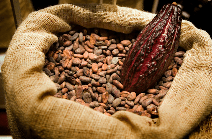 cacao bio dominicain