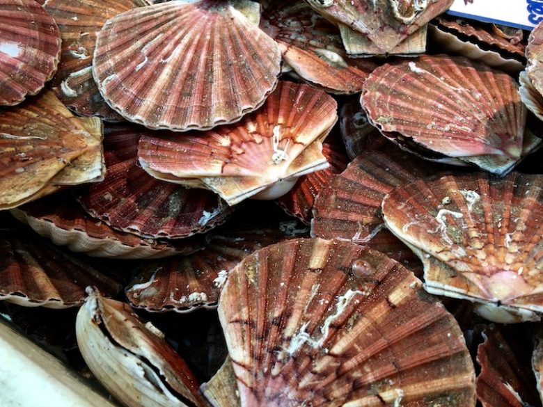 La coquille Saint-Jacques