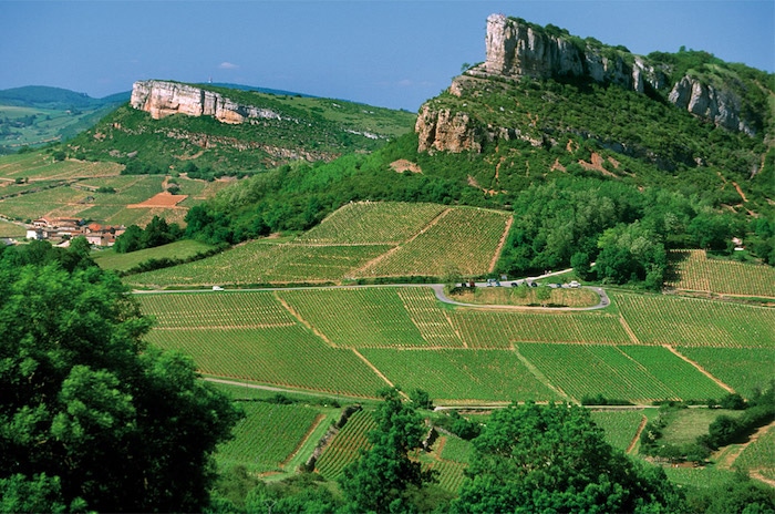 vignoble des Vignerons des Terres Secrètes
