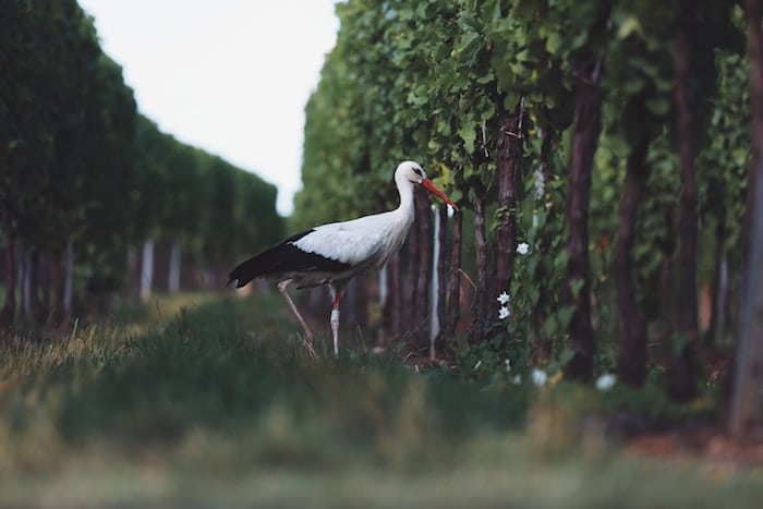 Vignoble d'alsace