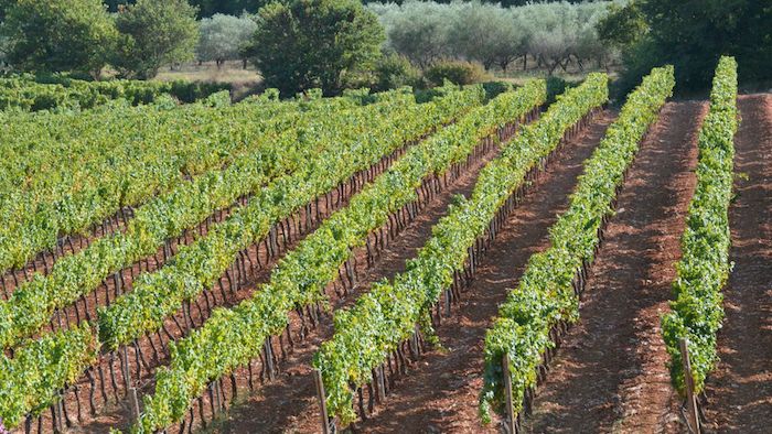 vignoble Château de Berne