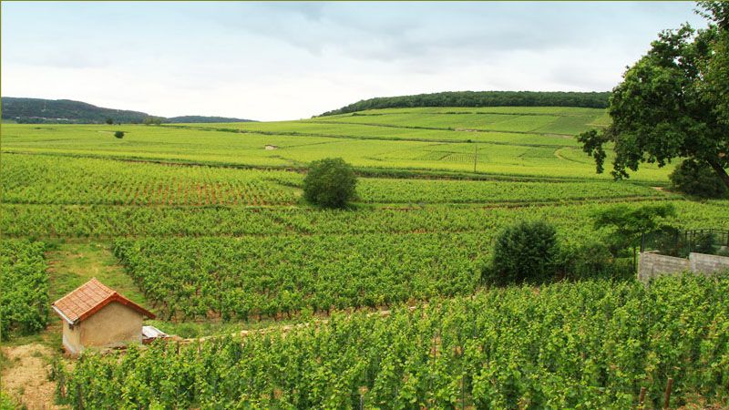 Domaine Jean Féry et Fils