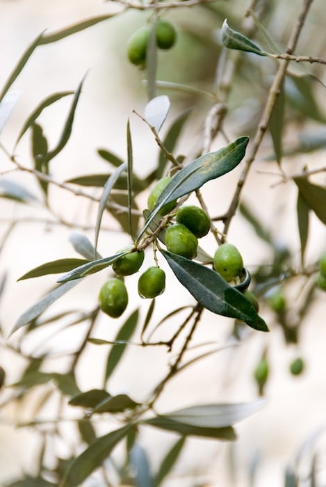 la récolte des olives