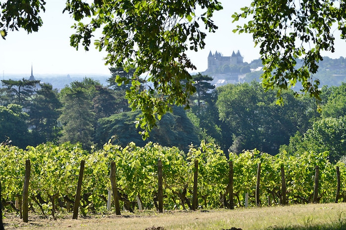 Saumur-Champigny 2016 du Domaine Langlois-Chateau