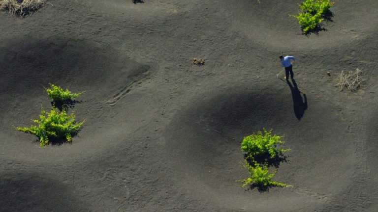 Des Vignes et des Hommes