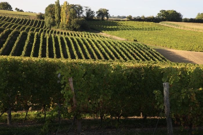 Béret Blanc de Plaimont Producteurs