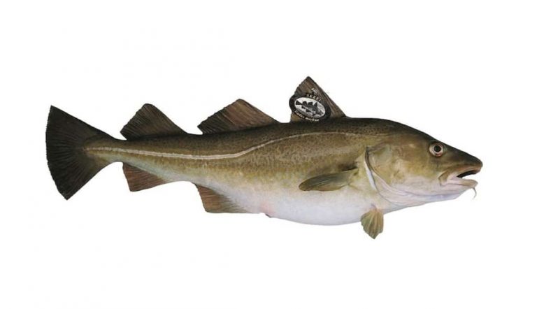 Le Skrei à la carte