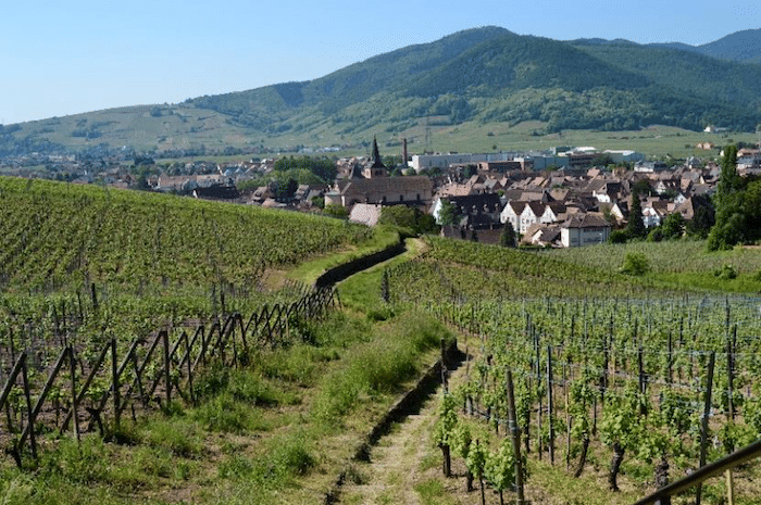 La collection Terroirs d Alsace