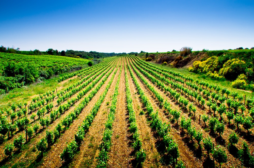 rosés du Languedoc 2017 à moins de 10€