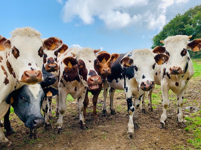 viande de qualité