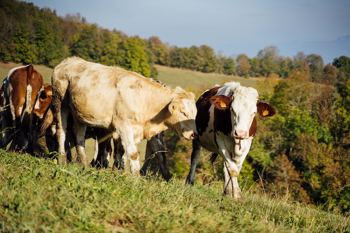 vaches Montbéliarde et Holstein