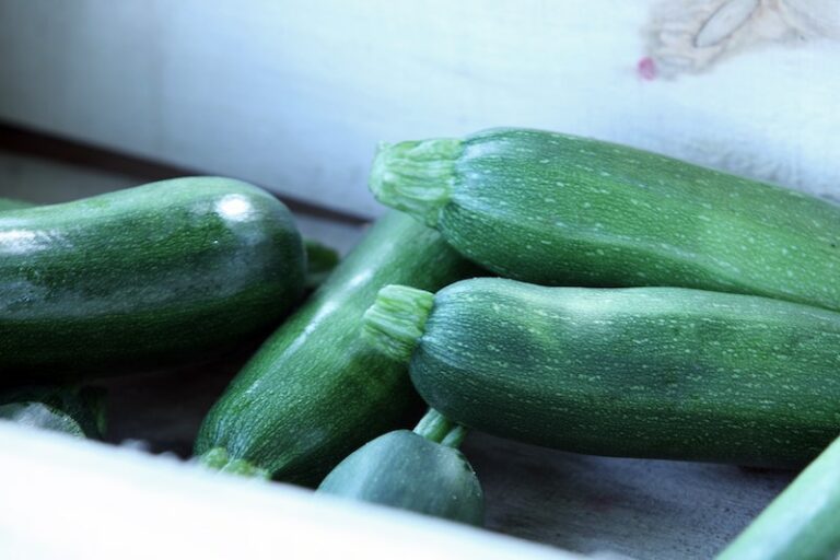 La courgette