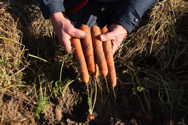 la-carotte-des-sables-la-quintessence-de-la-carotte-kiss-my-chef